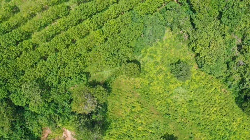 Terrain de 7 rais à vendre, Mai Khao, Phuket — Miniature 7